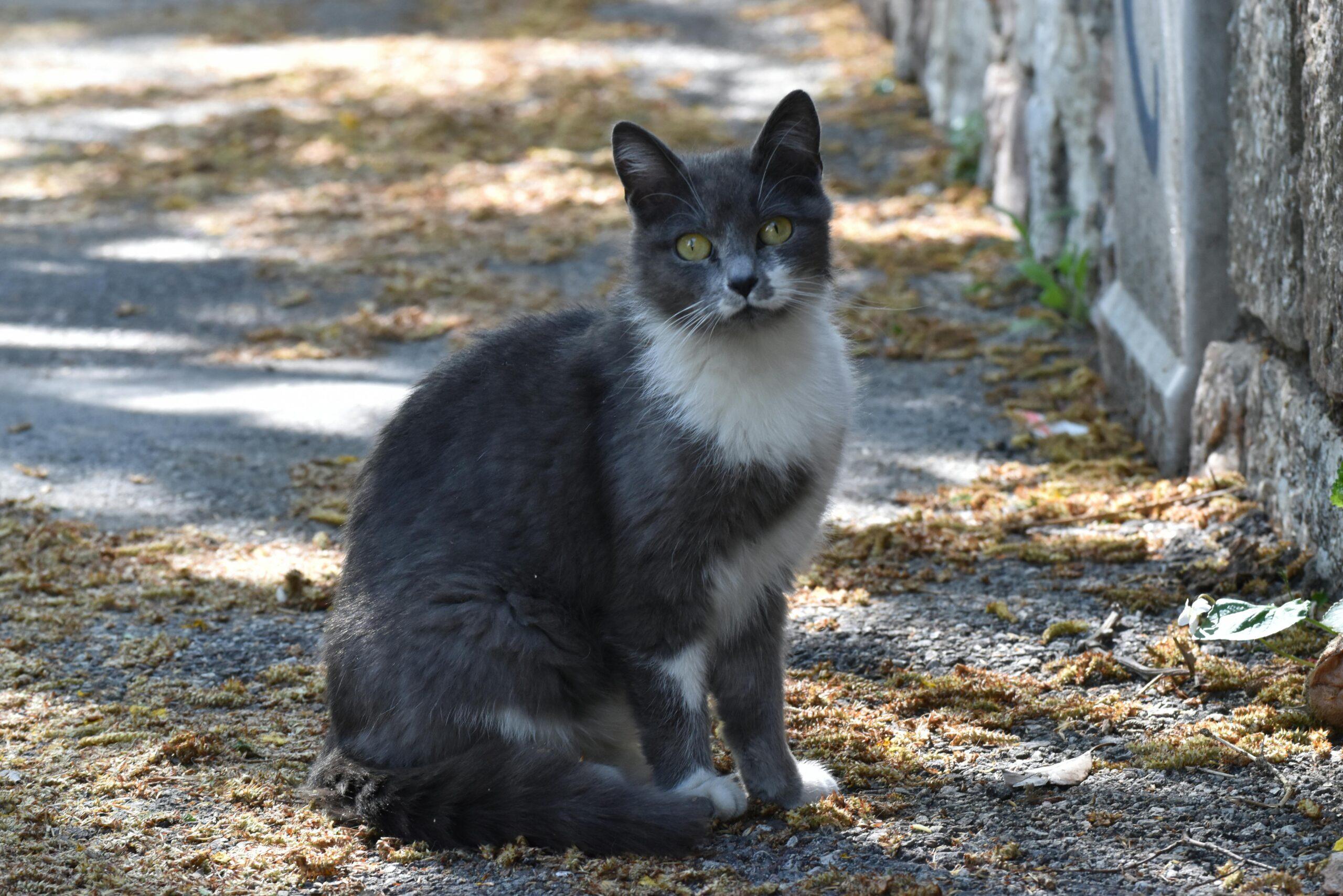 Cosa fare se il gatto ha una zecca?