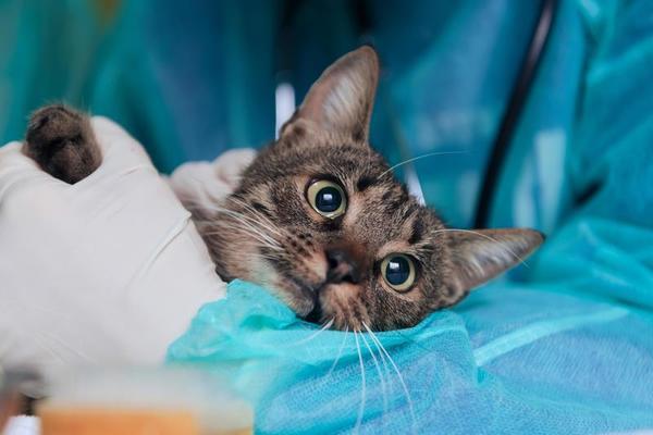 Follia a La Spezia, sparano al gatto con una carabina: Pallino è morto