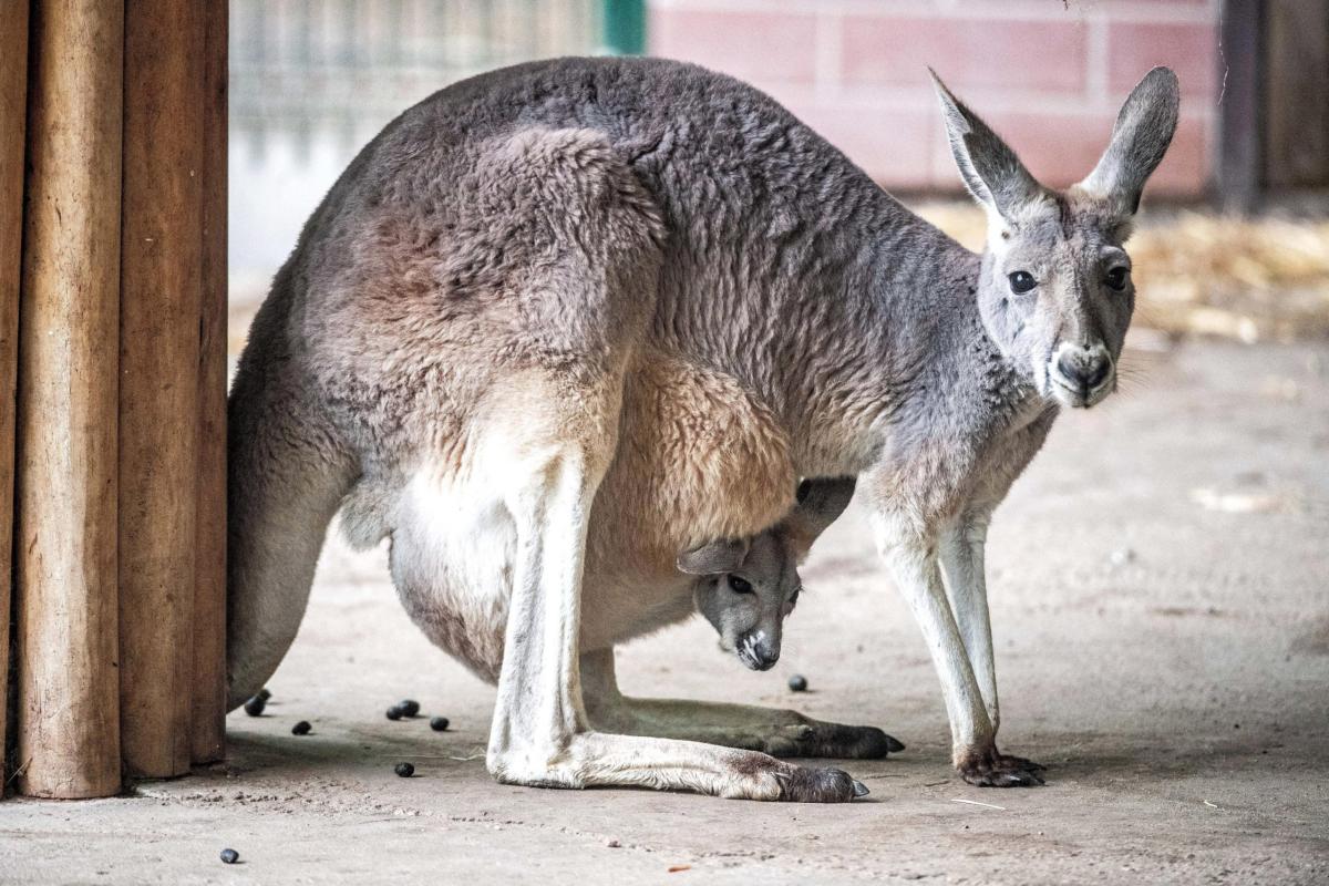 Canguro uccide un uomo in Australia