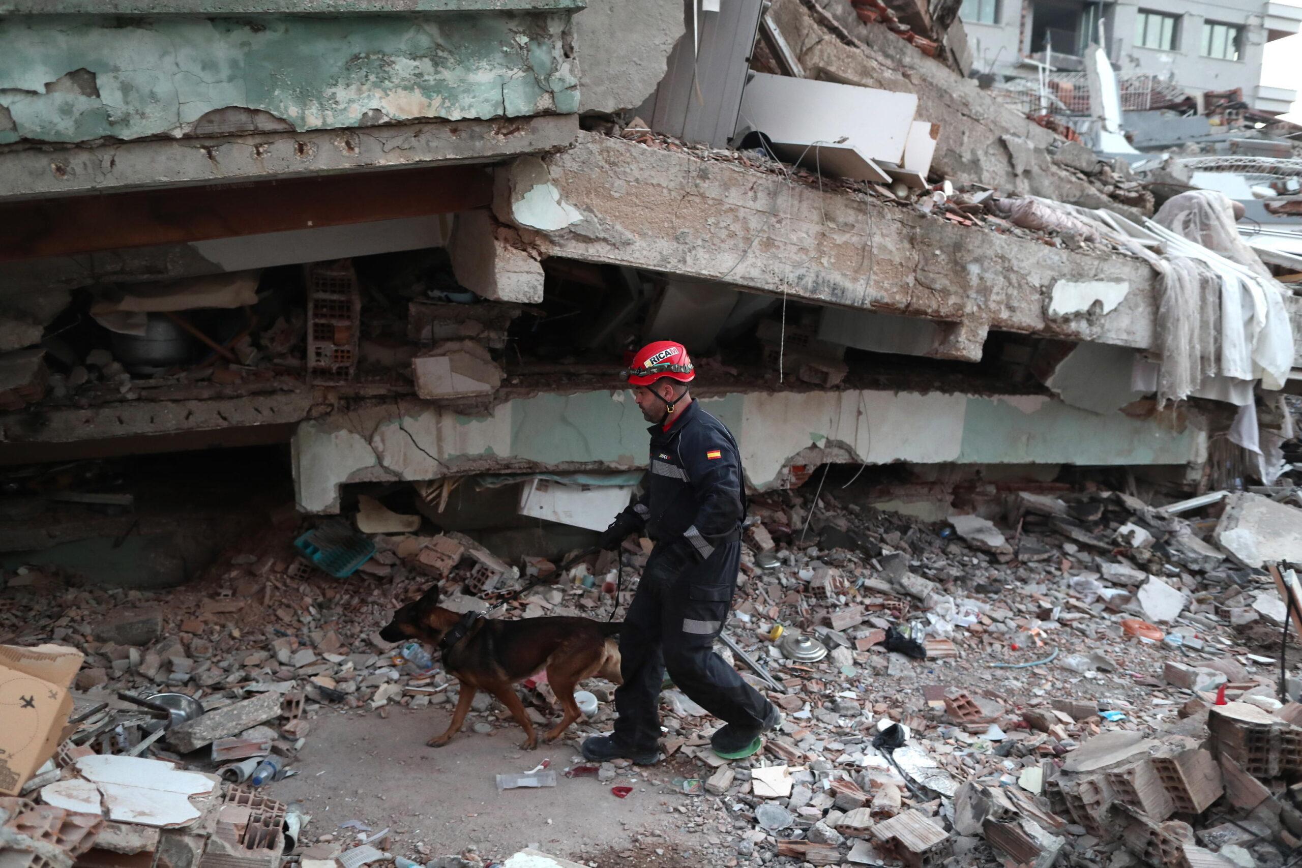 Proteo, il cane eroe del sisma verrà ricordato con una statua a Istanbul