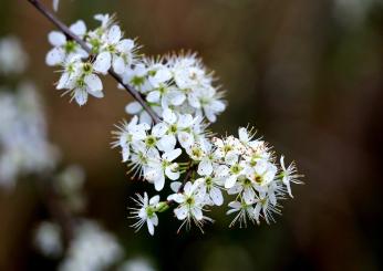 Benefici del biancospino, come usarlo? Caratteristiche e controindicazioni