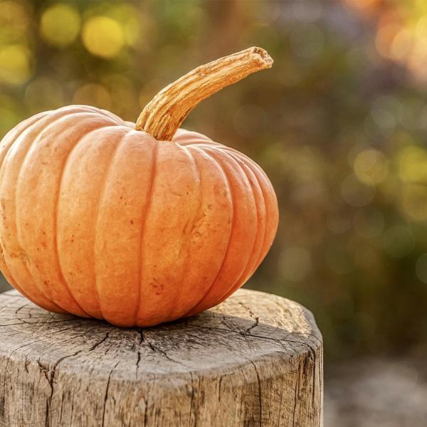 Capelli deboli che si spezzano: i rimedi fai da te con cannella e zucca