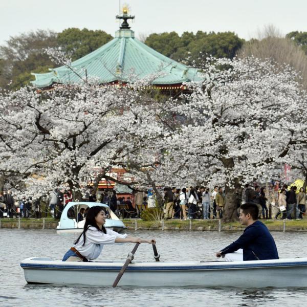 Arriva la fioritura dei ciliegi in Giappone: l’hanami 2024 a Tokyo lascia senza fiato i social | FOTO e VIDEO