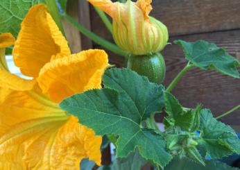 Come cucinare i fiori di zucca con la pasta: alcune ricette