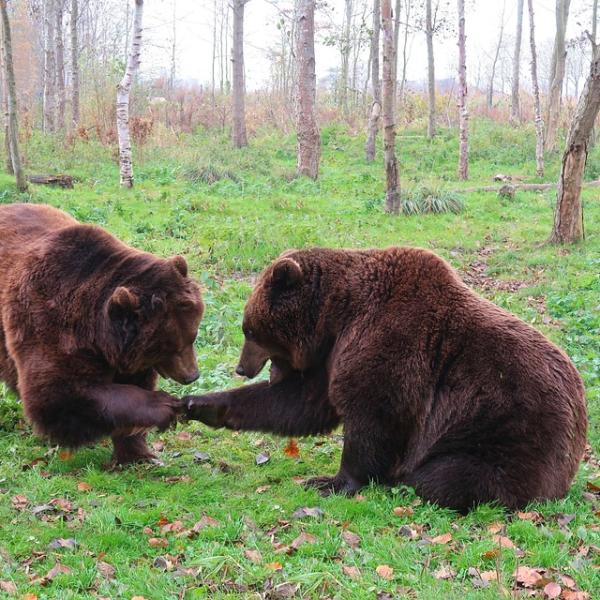 Quanto vive un orso bruno? Aspettativa di vita in natura e in cattività