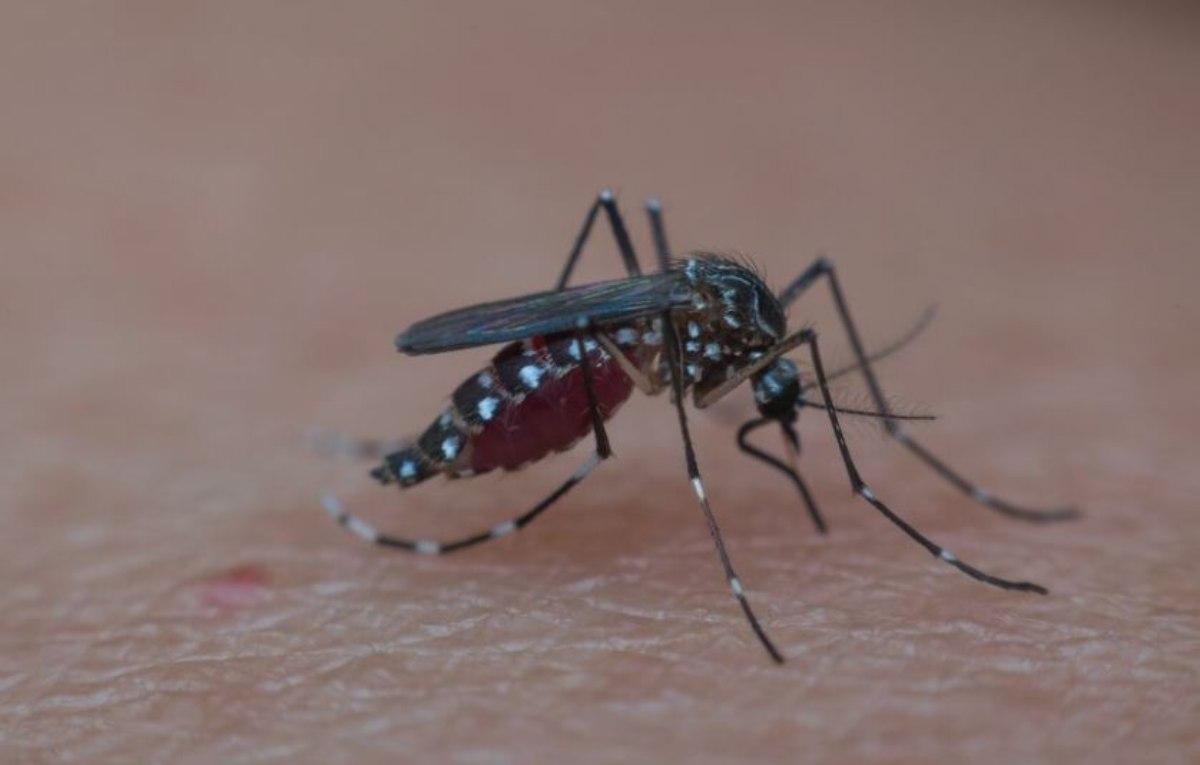 Allarme salute: esplosione dei casi di West Nile in Italia nel 2022…