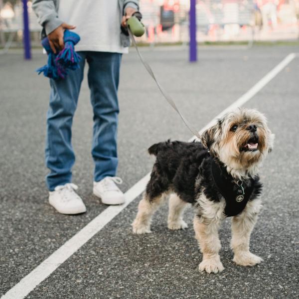 Qual è il miglior guinzaglio per il cane? Quando va utilizzato, caratteristiche e modelli