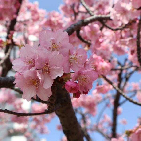 Cos’è l’Hanami e dov’è possibile osservare il fenomeno della fioritura dei ciliegi in Italia