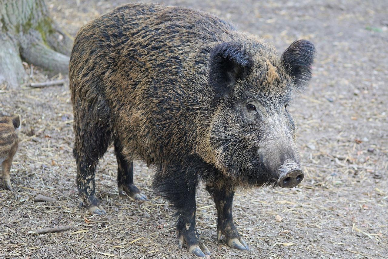 Trichinella: cinghiali positivi individuati a Frosinone. Quali i rischi per l’uomo