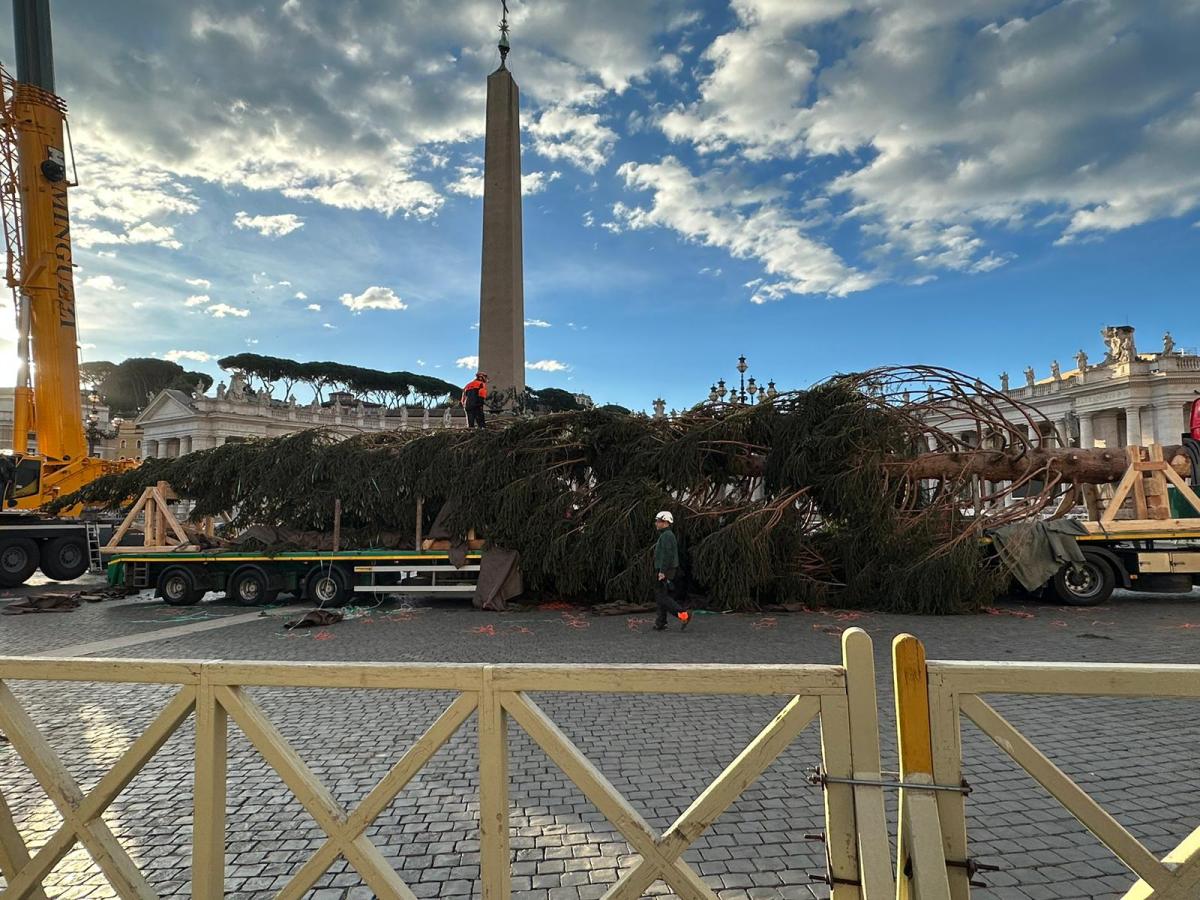 Natale 2023 a Roma, arrivato l’albero in piazza San Pietro | FOTO