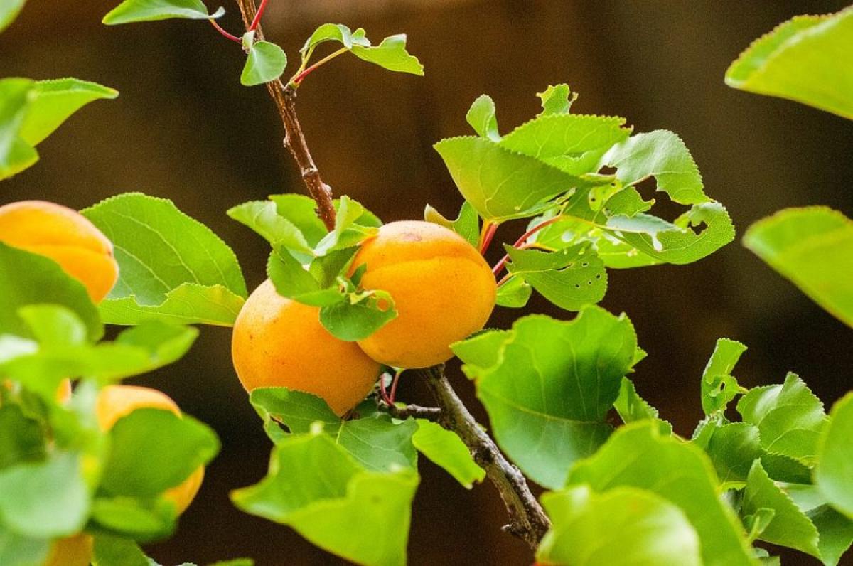 Le albicocche, il frutto del benessere