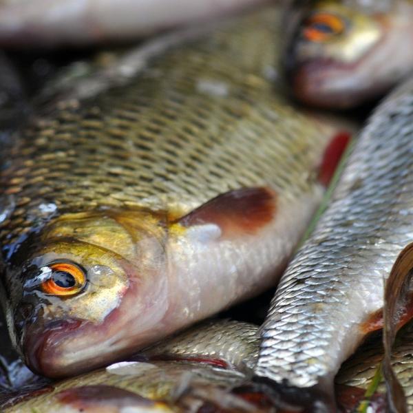 Pesce tombarello: come cucinarlo in tre modi sfiziosi