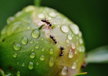 Le formiche possono rilevare il cancro dall’odore: i risultati di u…