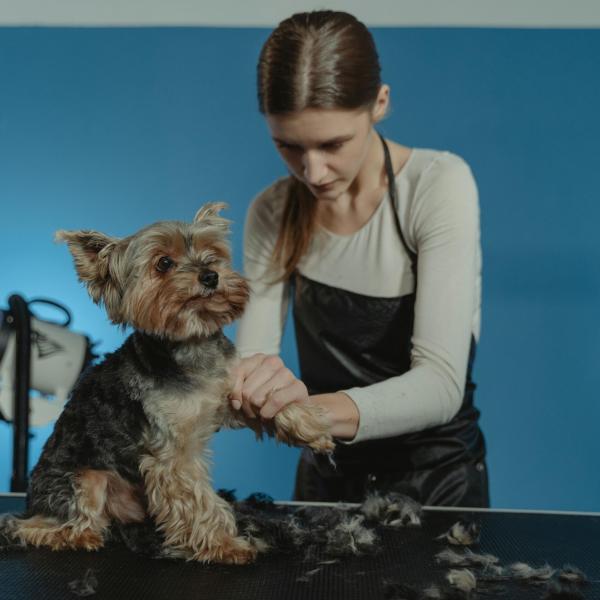 Quando tagliare il pelo del cane? Ecco il momento migliore per farlo e gli errori da evitare