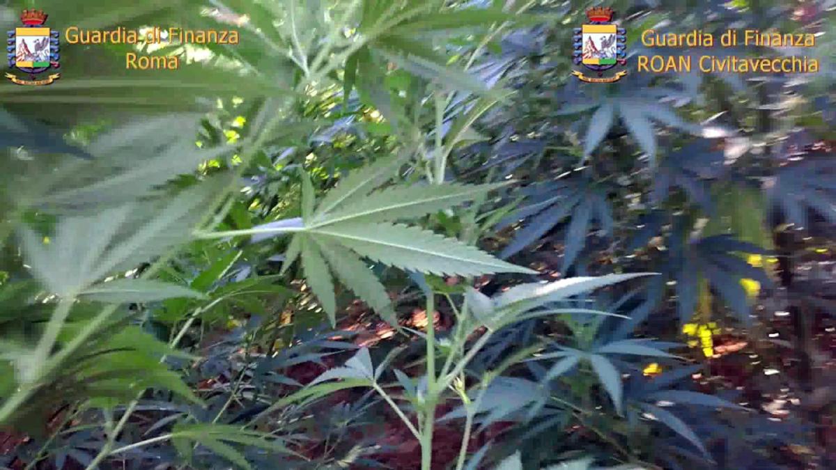 Roma, 20enne faceva da corriere di marijuana: arrestato