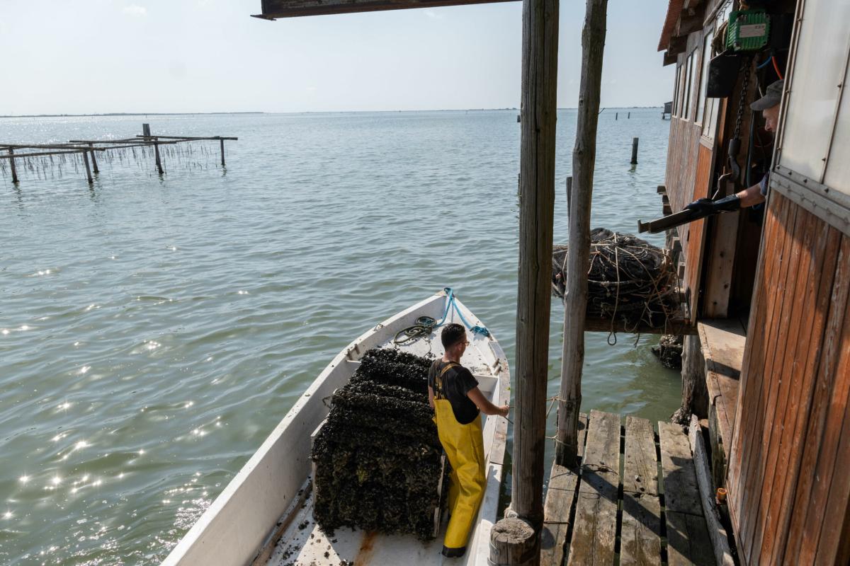 Granchio blu, distrutta la produzione di vongole veraci. Marchesini (Consorzio Scardovari): “Per i pescatori il 2024 sarà un anno a reddito zero”