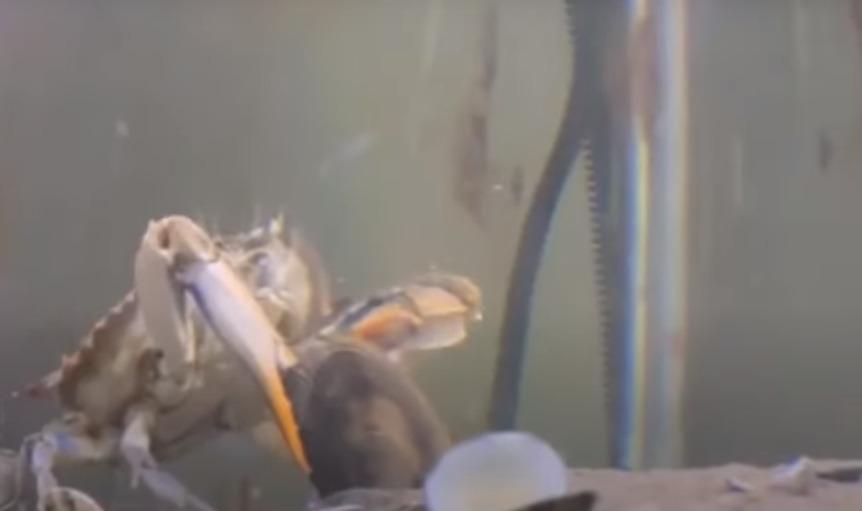 Il video del granchio blu che mangia le vongole è virale sul web