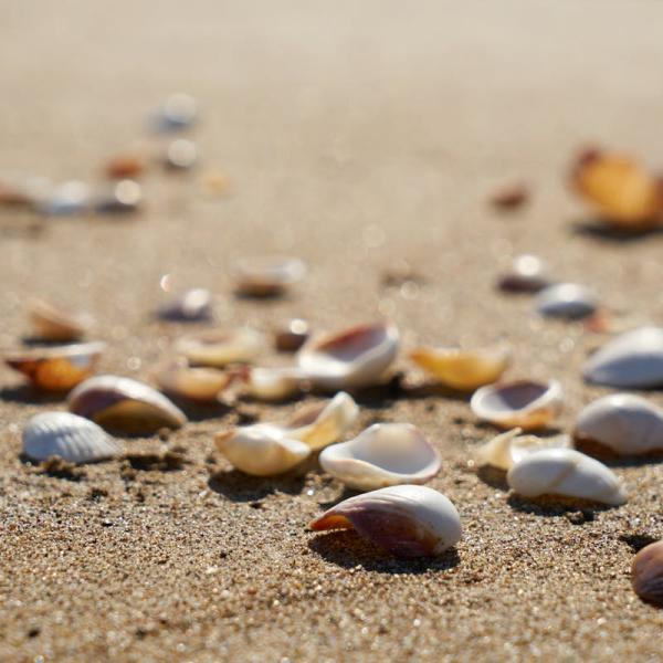 Cosa rischia chi raccoglie sassi, sabbia e conchiglie in spiaggia? Ecco le sanzioni e perché è vietato