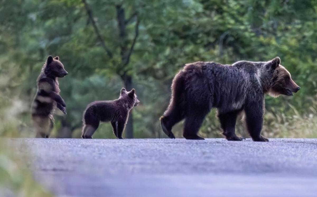 Cuccioli orsa Amarena, ultime notizie su dove e come stanno. Sono s…