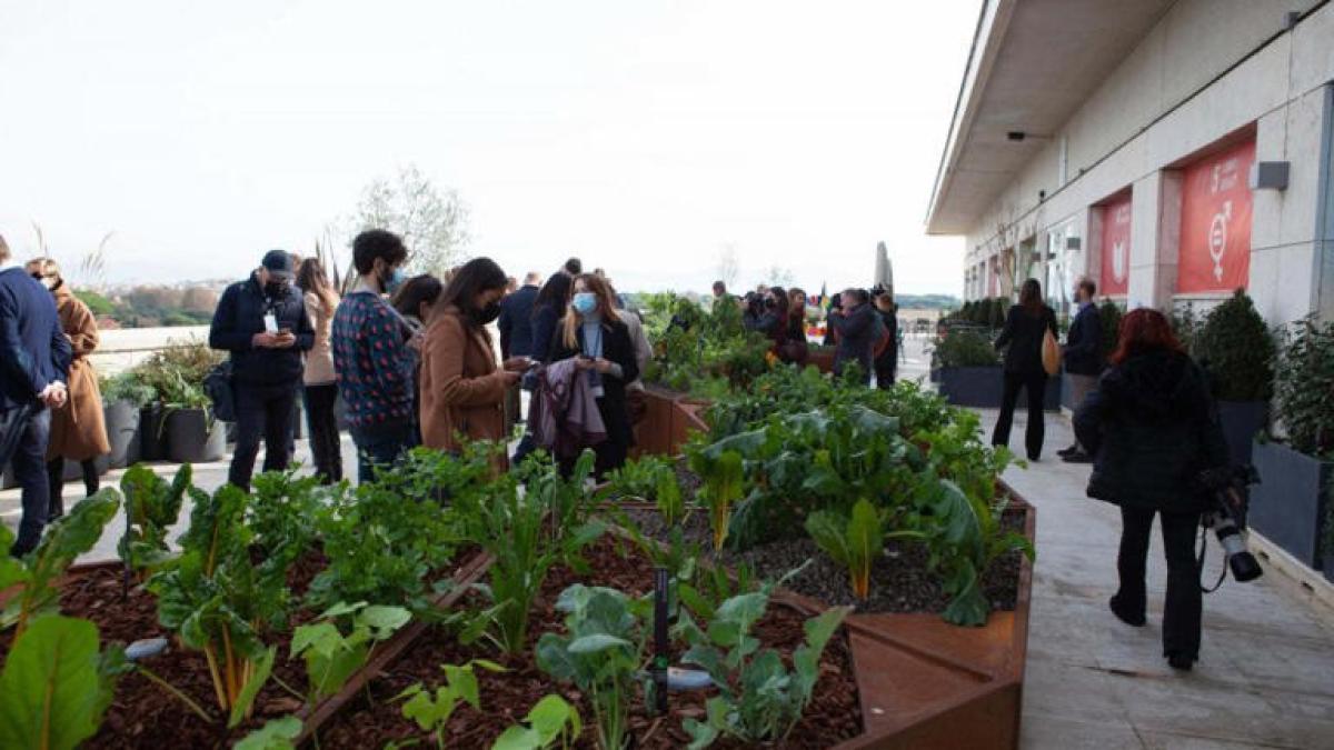 Giardino idroponico sul tetto della Fao: quali sono i vantaggi dell’agricoltura sostenibile a Roma