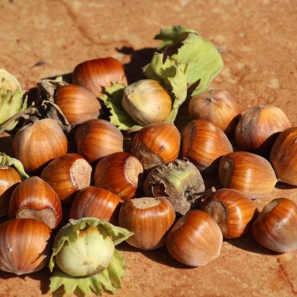 Facile e buonissima: la torta di nocciole piemontese