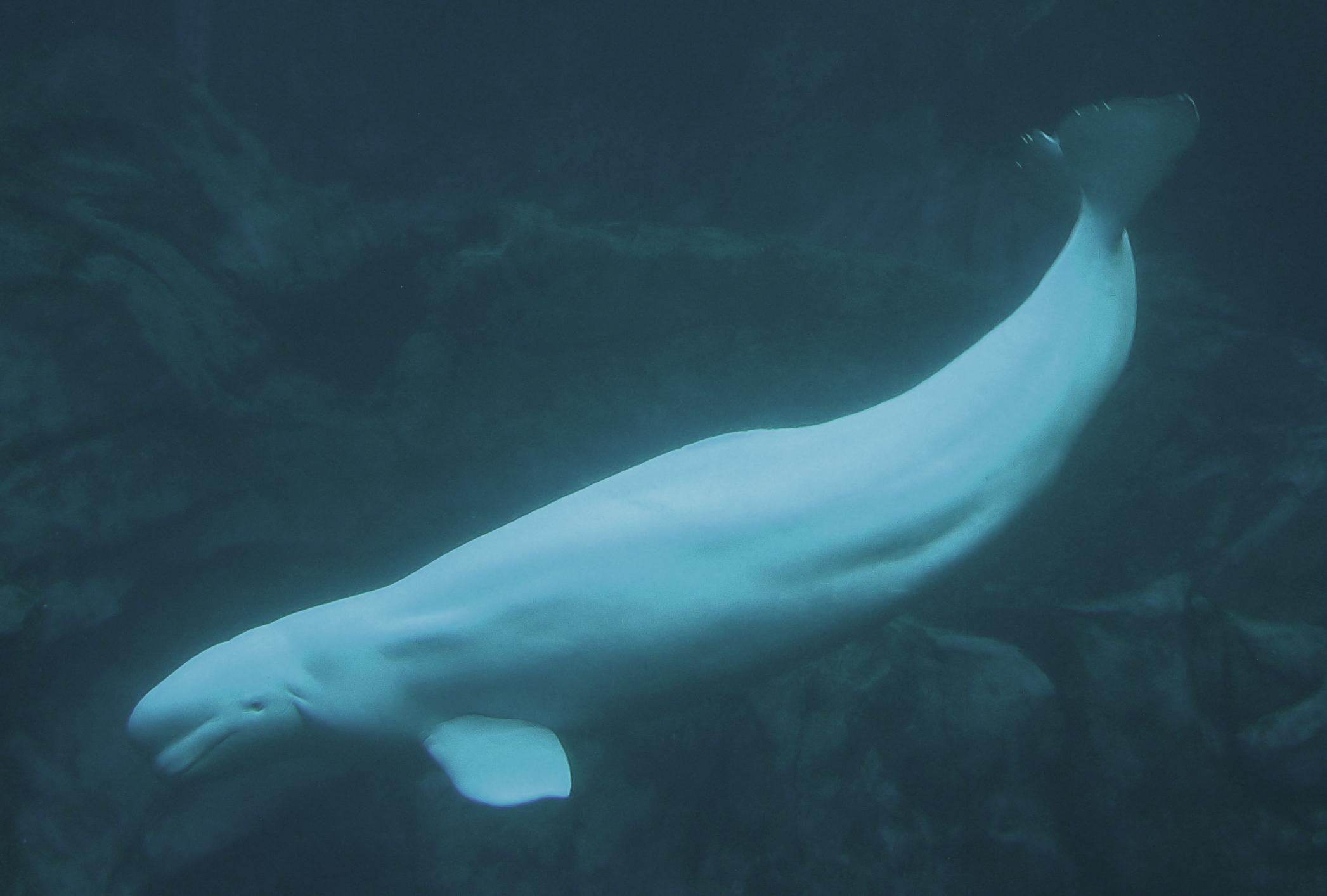 Francia, avvistato per la seconda volta un beluga nella Senna. Si tenta di salvarlo