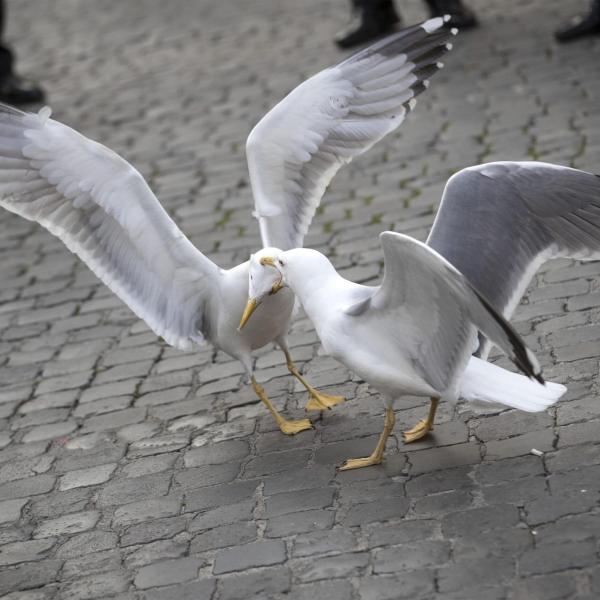 Perché ci sono tanti gabbiani a Roma? L’etologa Coppola (Earth): “Capitale troppo sporca, uccelli violenti e gli attacchi fanno male. Possono rapire i vostri animali domestici”