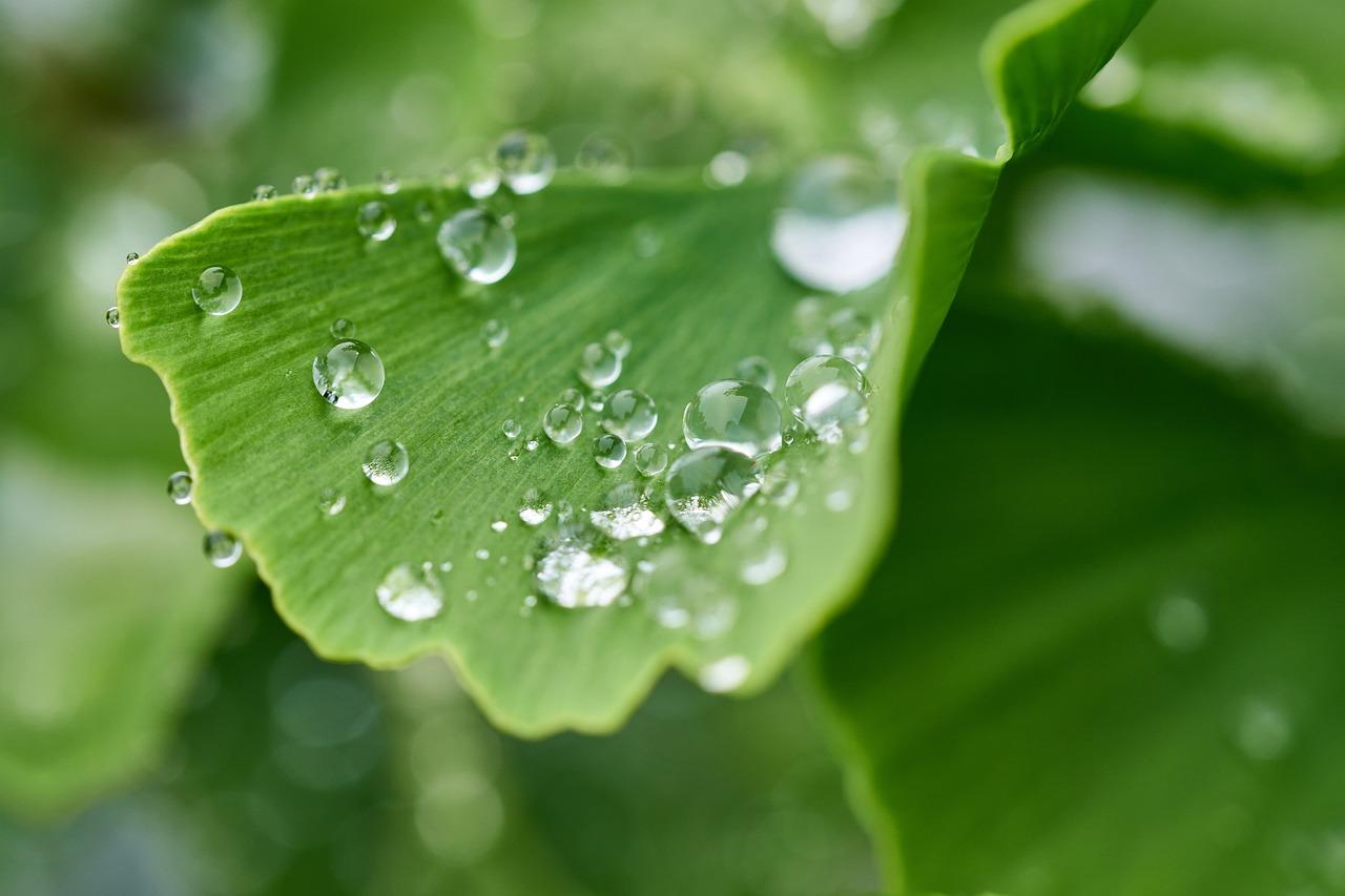 I 7 benefici del Ginkgo biloba: proprietà, a cosa serve, quando non prenderlo