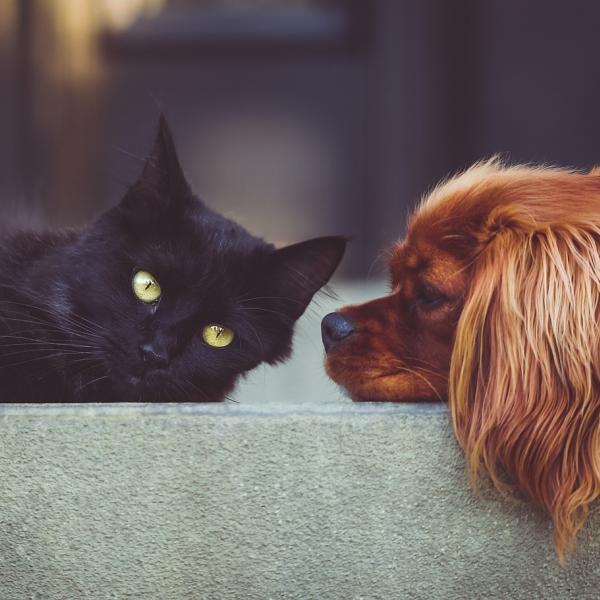 Cane e gatto possono convivere? I consigli per farli andare d’accordo