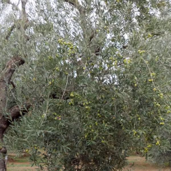 Quando si raccolgono le olive? Ecco il periodo ideale in base alle varie tipologie