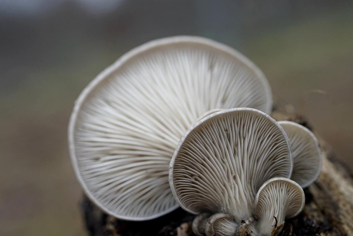 Bontà autunnali: come cucinare i funghi pletorus