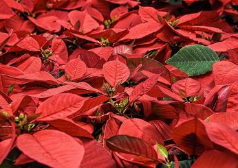 Stelle di Natale: come curarle e farle durare di più. Deve stare al…