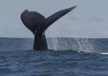 Nuova Zelanda, barca colpisce una balena e si capovolge: 5 morti e 6 persone in salvo