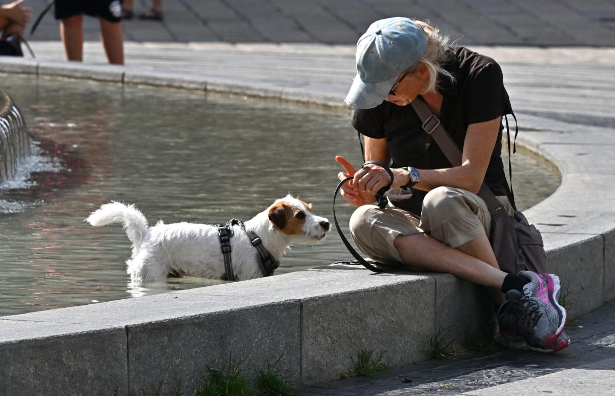 Cani abbandonati, Legambiente: “Più di 70mila in Italia nel 2022”