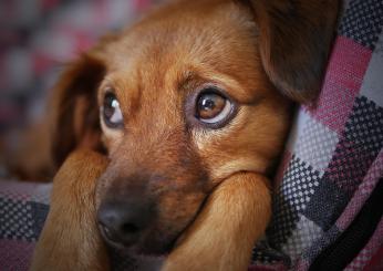 Cosa succede ai cani con i botti di Capodanno? Ecco come aiutare e proteggere i vostri animali domestici