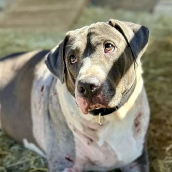 Cane e proprietario aggrediti, ma solo l’umano viene soccorso