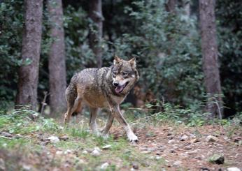 Francia, 37enne aggredita da lupi nel parco zoologico a Thoiry: è gravemente ferita