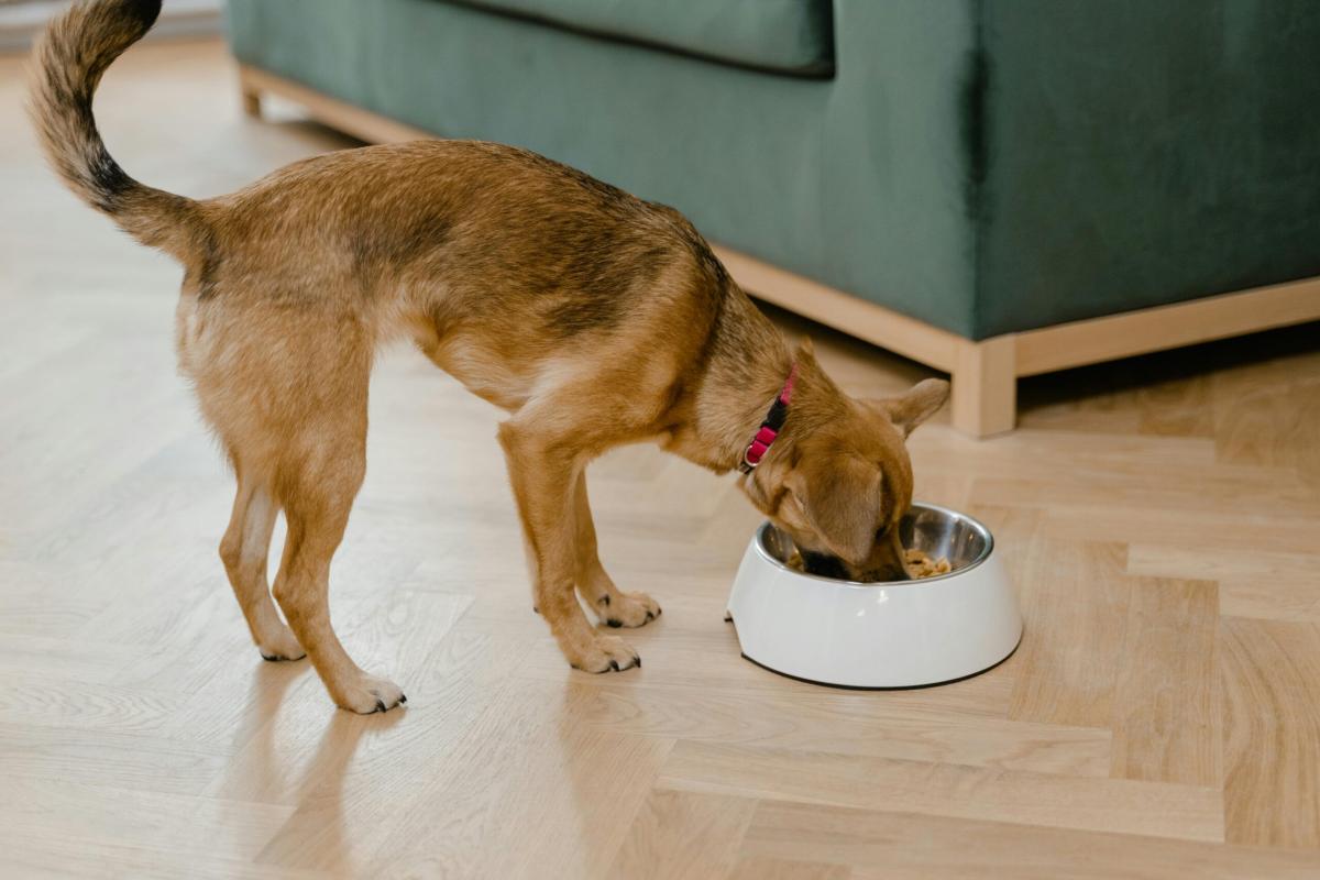 Come funziona la dieta Barf per cane e gatto? Pro e contro