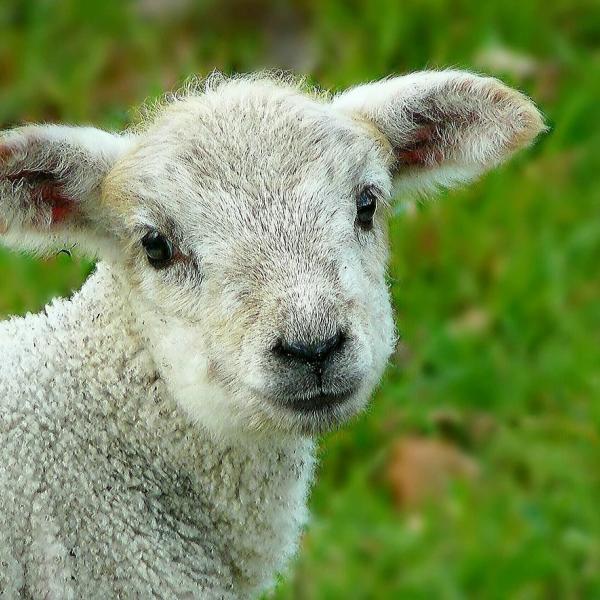 Perché non mangiare l’agnello a Pasqua? Alcuni buoni motivi per smettere di seguire la tradizione