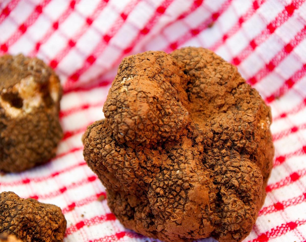 I benefici del tartufo sono tantissimi ed è ottimo: caratteristiche…