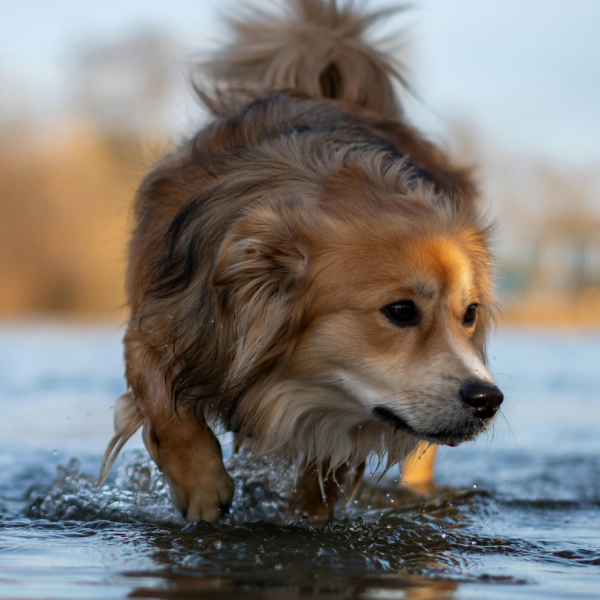 Cosa fare se il mio cane ha paura dell’acqua?