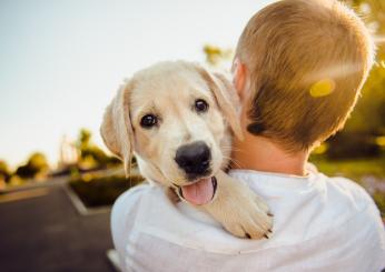 Malattia respiratoria dei cani: cos’è e quali sono i sintomi dell’i…