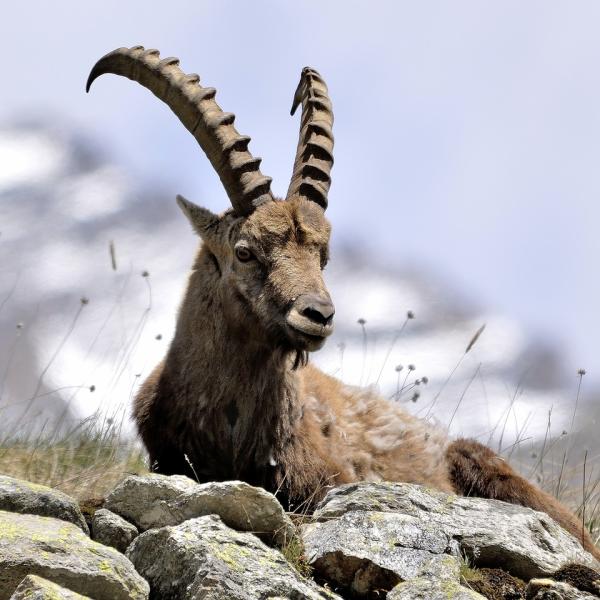 Natura. Il 3 marzo la Giornata Internazionale della Natura Selvatica