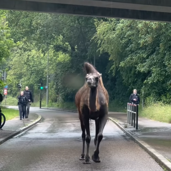 Germania, cammello scappa da un circo a Stoccarda: il filmato dell’animale che passeggia per strada è virale sui social | VIDEO