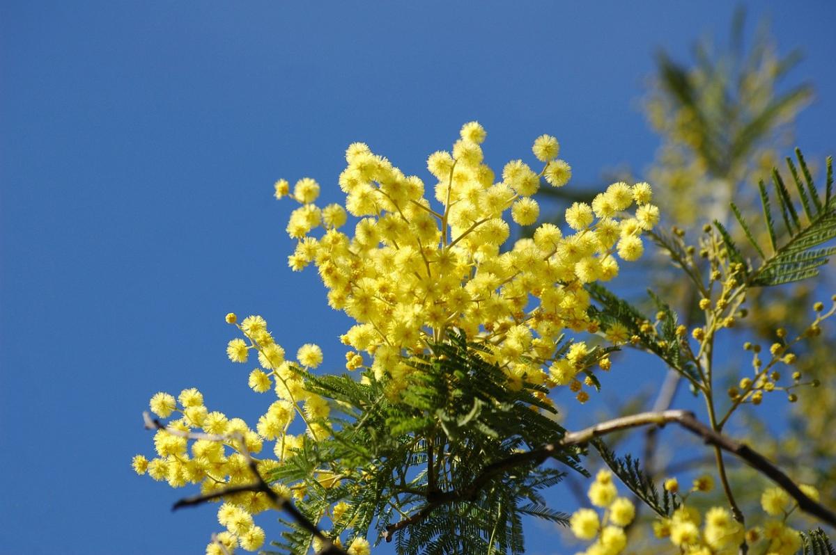 Auguri alla suocera per la festa della donna: le più belle frasi da dedicare