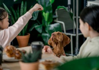 Posso portare il mio cane al ristorante? Come tenere tranquillo Fido quando si mangia