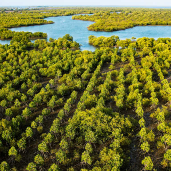 Il Progetto Delta Blue Carbon: i benefici della riforestazione delle mangrovie in Pakistan