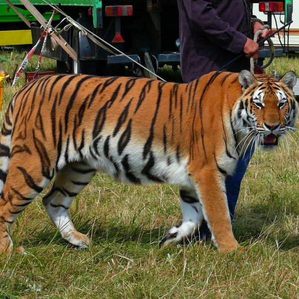 Animali al circo, il Comune di Fiumicino vieta l’utilizzo di specie selvatiche negli spettacoli