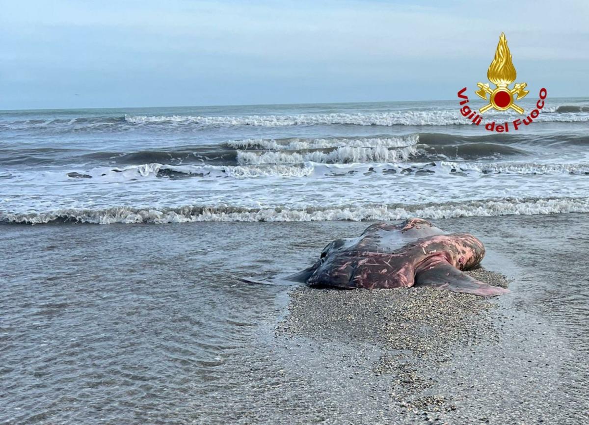 Pesce Luna: cos’è, dove vive e quanto pesa questo cetaceo ritrovato sulle spiagge di Rimini