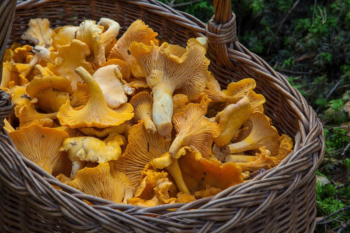 Porte aperte all’autunno: ricette con i funghi galletti